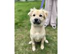 Adopt Goldie a Golden Retriever, Great Pyrenees