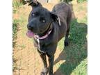 Adopt Pippy a Labrador Retriever