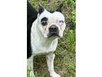 Adopt Panda Bear a Boston Terrier