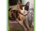 Adopt Sandia (watermelon) a Domestic Short Hair, Domestic Medium Hair