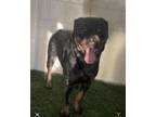 Adopt KODA a Rottweiler