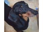 Adopt Abby a Miniature Dachshund