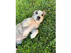 Adopt Bailey a Cattle Dog