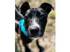 Adopt Miata a Terrier, Mixed Breed