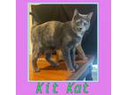 Adopt Kit Kat a American Shorthair