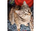 Adopt Nutmeg a American Shorthair, Tabby