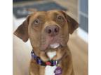 Adopt Winnie a Labrador Retriever, Mixed Breed