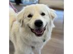 Adopt Faith a Great Pyrenees