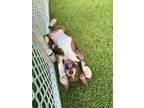 Adopt BENTLEY a Pit Bull Terrier, Jack Russell Terrier