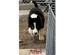 Adopt Ariel a Husky, Alaskan Malamute