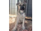 Adopt J.J. a Mixed Breed