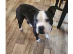 Adopt Iris a Boston Terrier