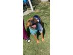 Adopt Bo a Black Mouth Cur, Bloodhound