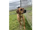 Adopt Bo a Black Mouth Cur, Bloodhound