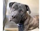 Adopt AARON a Mastiff, Mixed Breed