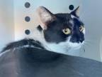 Adopt DOMINO a Domestic Short Hair