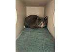 Adopt Clawiflower a Domestic Short Hair