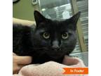 Adopt Suds a Domestic Short Hair