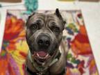 Adopt Draco II a Cane Corso