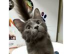 Adopt Winston a Domestic Short Hair