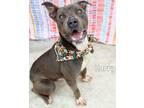 Adopt Harry a Pit Bull Terrier