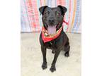 Adopt Toby a Labrador Retriever