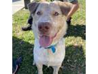 Adopt COMET a Cattle Dog, Mixed Breed