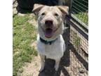 Adopt COMET a Cattle Dog, Mixed Breed