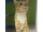 Adopt Cheeto a Domestic Short Hair