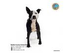 Adopt JESTER a Pit Bull Terrier, Mixed Breed