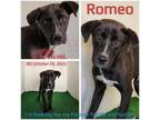 Adopt Romeo a Mixed Breed