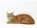 Adopt JUICE a Domestic Short Hair