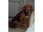 Adopt Charly a Beagle