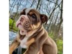 Bulldog Puppy for sale in Nashville, TN, USA