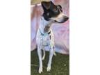 Adopt Django a Rat Terrier