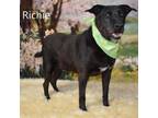 Adopt Richie a Black Labrador Retriever, Pit Bull Terrier
