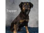 Adopt Trapper a Mixed Breed