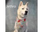 Adopt Jethro a Husky