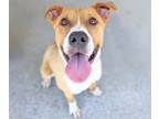 Adopt MARLEY* a Pit Bull Terrier, Mixed Breed