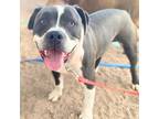 Adopt ZUCCHINI* a Pit Bull Terrier, Mixed Breed