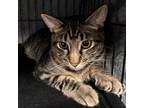 Adopt Leo a Domestic Short Hair