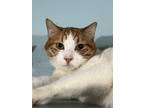 Adopt Charlie Poe a Tabby, Domestic Short Hair