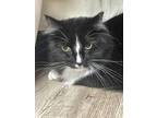 Adopt Cameron Poe a Tuxedo, Domestic Long Hair