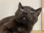 Adopt Krinkle Paws Yule a Domestic Short Hair