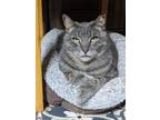 Adopt Scout a Domestic Short Hair, Tabby