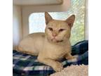 Adopt ARNOLD a Siamese, Domestic Short Hair