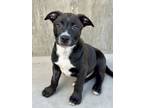 Adopt Snickers a American Staffordshire Terrier, Mixed Breed