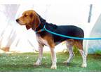 Adopt Charlie a Beagle, Bluetick Coonhound