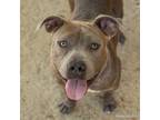 Adopt MISTER a Pit Bull Terrier