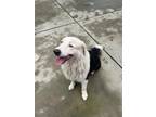 Adopt WACO a Border Collie